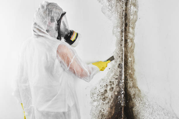 Environmental Consulting for Mold Prevention in Fairhope, AL